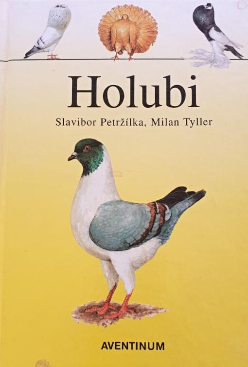 Holubi