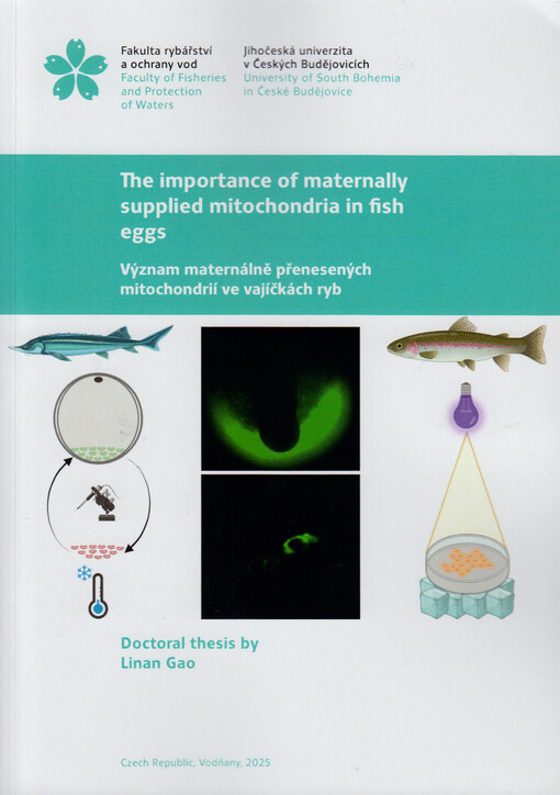 The importance of maternally supplied mitochondria in fish eggs = Význam maternálně přenesených mitochondrií ve vajíčkách ryb