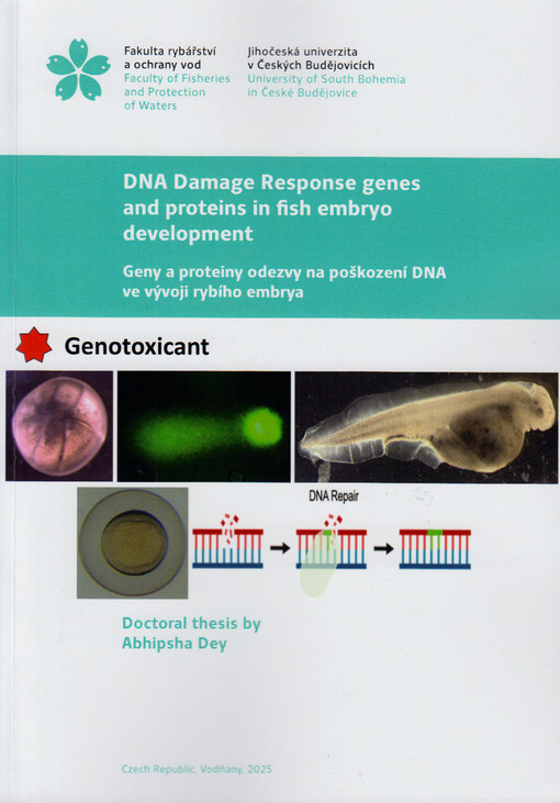 DNA damage response genes and proteins in fish embryo development = Geny a proteiny odezvy na poškození DNA ve vývoji rybího embrya