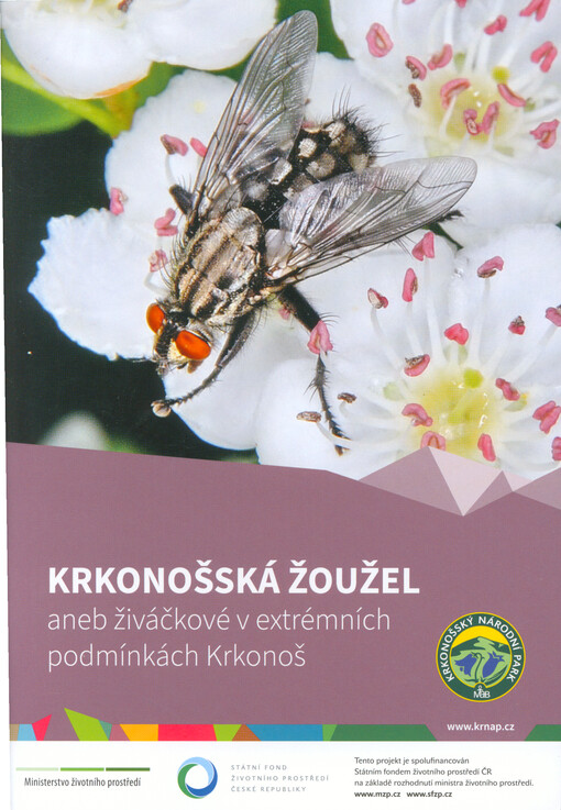Krkonošská žoužel, aneb, Živáčkové v extrémních podmínkách Krkonoš