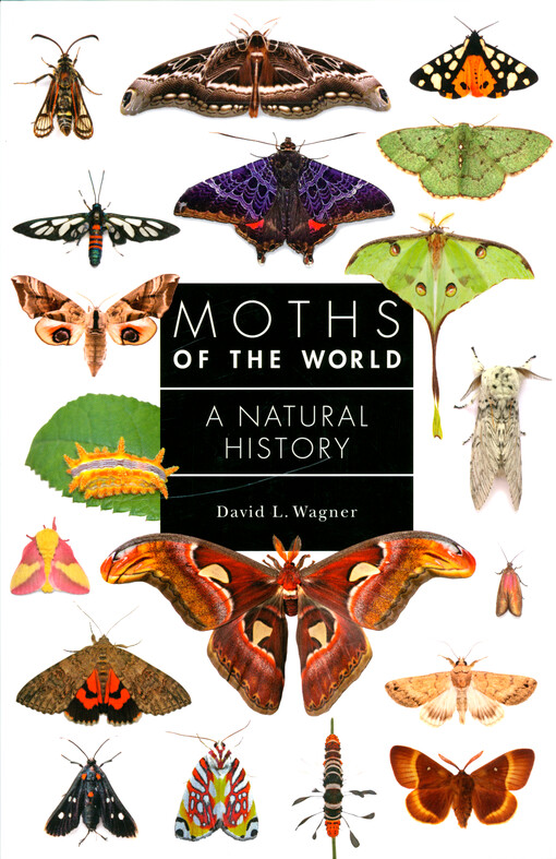 Moths of the world : a natural history
