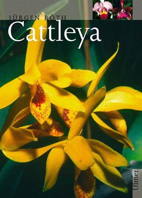 Cattleya.
