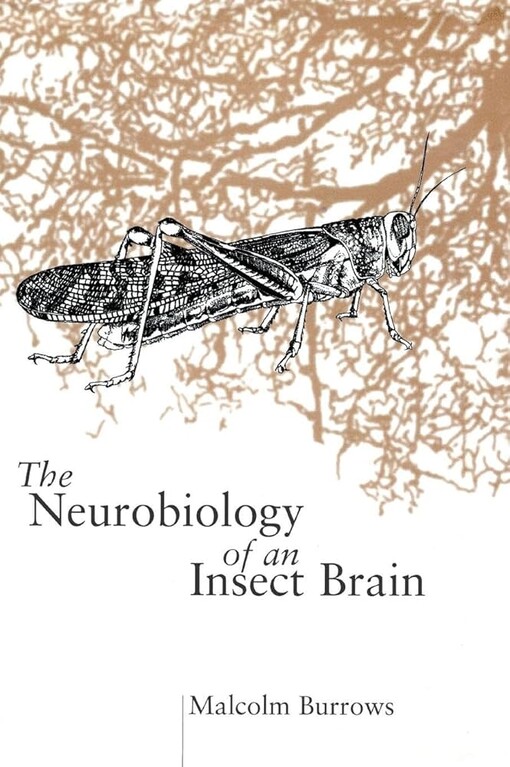 The neurobiology of an insect brain