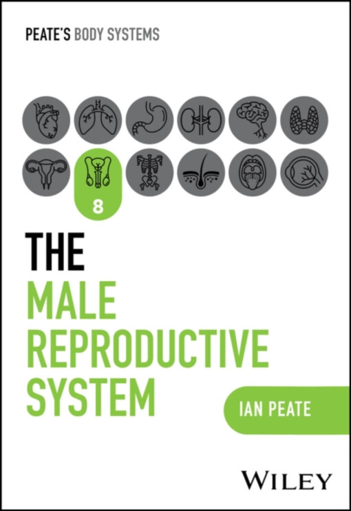 The male reproductive system