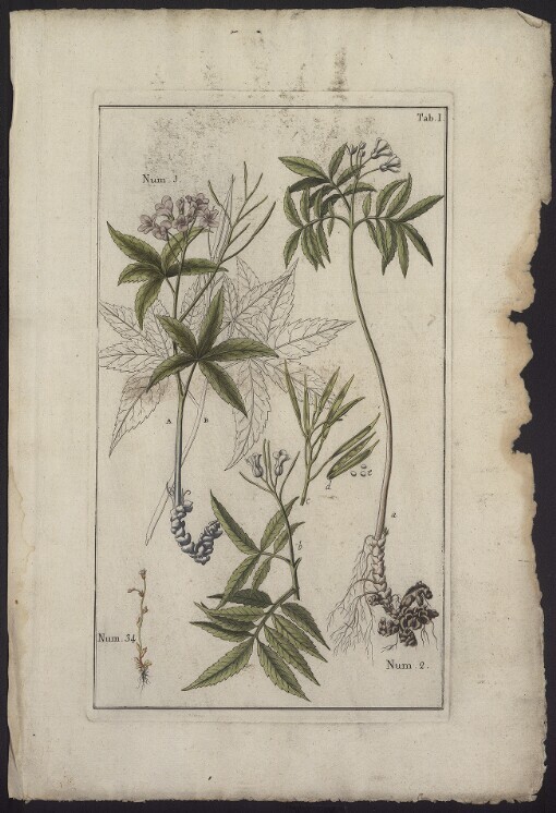 [Historiae Plantarvm.]. Tab. I