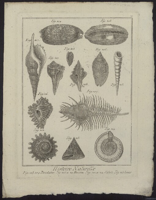 Histoire Naturelle. Porcelaines. Buccins. Sabos. Limar