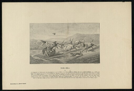 Sándor-Album: In Gegenwart des Obersten Zahn von Ferdinand-Husaren und der Offiziere der in Bajna konzentrirten Eskadron ritt ich ein englisches Vollblutpferd vor, zwischen dem Stall und dem Schloß, ohne Sattel auf einer Vorführtrense. Unerwartet versagte mir mein Pferd den ferneren Gehorsam und trug mich, wider meinen Willen, im vollsten Laufe, bei der Inspektors-Wohnung vorbei, nach dem Dorfe Brunnen. Es begegneten mir die von der Tränke zurückkehrenden Ochsen. Erschrocken nahmen sie die Flucht; dochmit Pfeilesschnelle erreichte ich die Flüchtigen, sprang glücklich über den ersten, stürzte aber über den Weg laufenden. Durch eine heftige Gehirn-erschütterung verlor ich auf mehrere Stunden die geistige Thätigkeit, während ich die körperliche behielt, denn ich ging zu Fuß nach Hause, speiste, ohne mich dessen jedoch später im Entferntesten erinnern zu können. Außerdem hatte ich meine rechte Achsel ausgefallen und mußte mehrere Wochen meinen Arm in der Schlinge tragen. 15