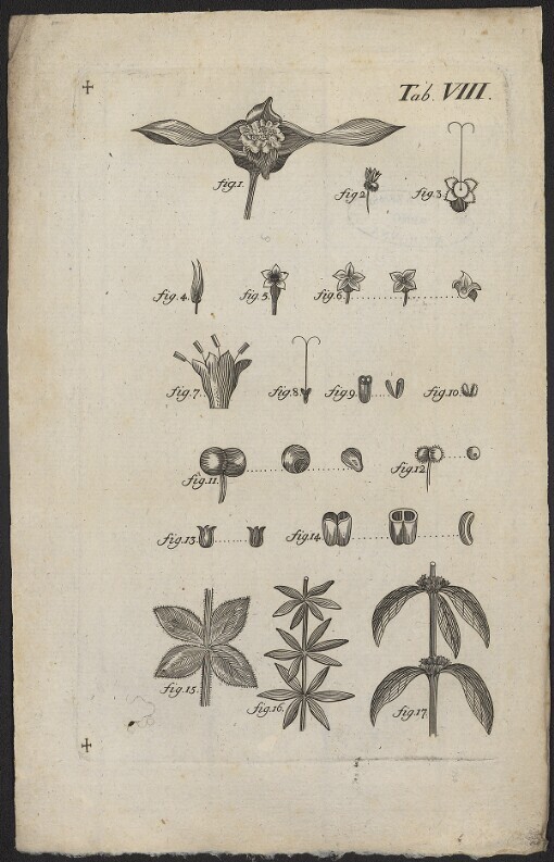 [Planzen]. Tab. VIII. fig. 1 - fig. 17
