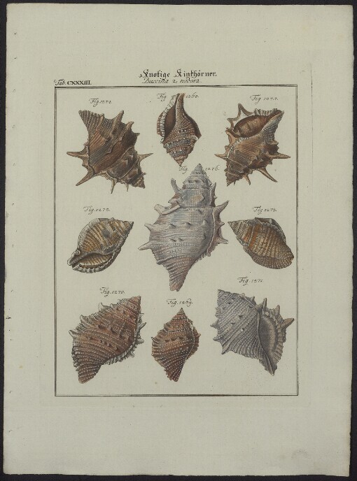 Knotige Kinkhörner. Buccina nodosa. Tab. CXXXIII