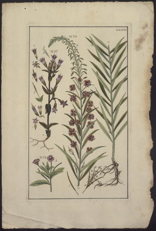 [Historiae Plantarvm.]. Tab. XXI