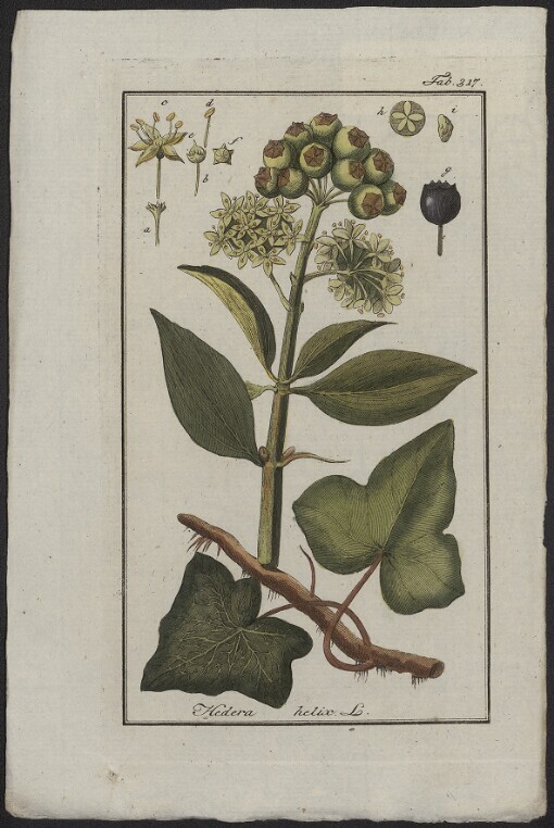 Hedera helix L. Tab. 317