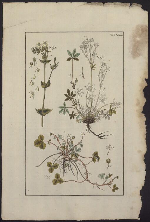 [Historiae Plantarvm.]. Tab. XXX