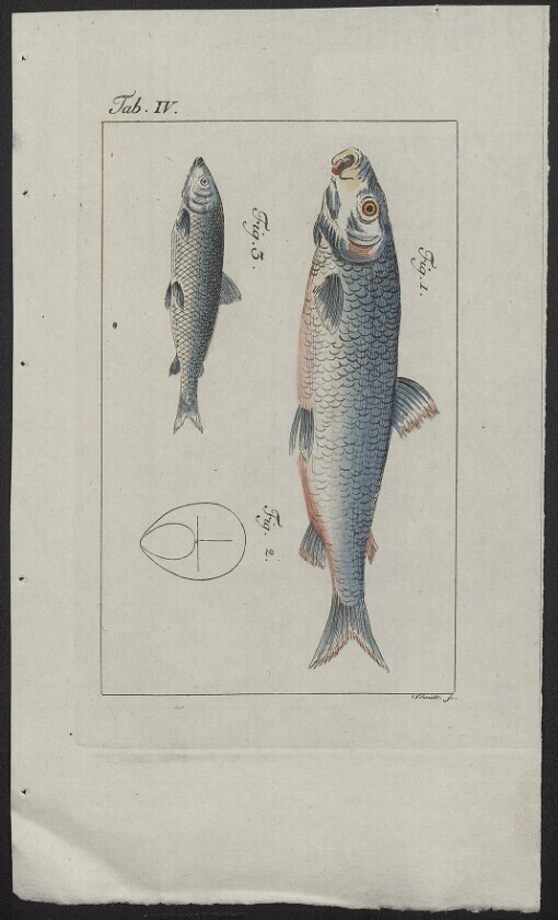 [Allgemeine Naturgeschichte]. Tab. IV