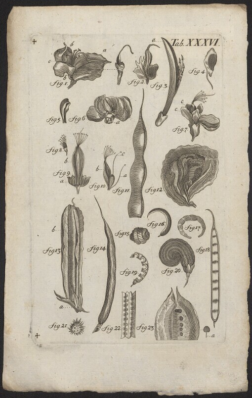 [Planzen]. Tab. XXXVI. fig. 1 - fig. 23