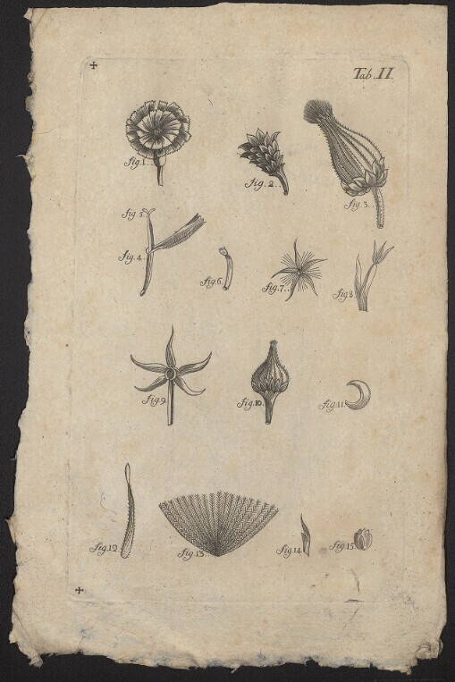 [Planzen]. Tab. II. fig. 1 - fig. 15