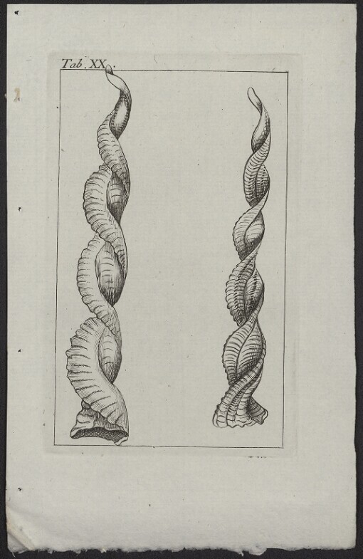 [Allgemeine Naturgeschichte]. Tab. XX