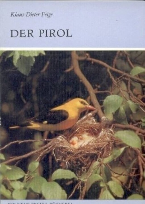 Der Pirol :Oriolus oriolus