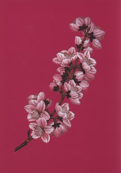 National state and symbolic plants of the world