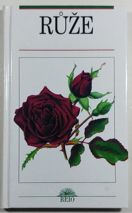 Růže