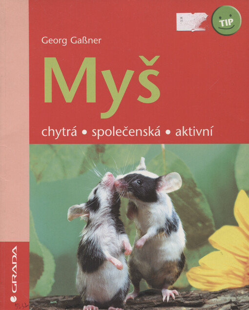 Myš: chytrá, společenská, aktivní