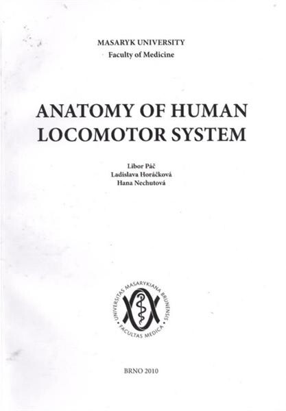 Anatomy of human locomotor system