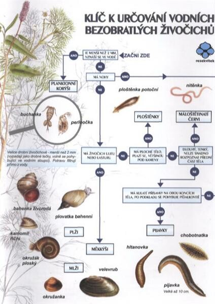Klíč k určování vodních bezobratlých živočichů