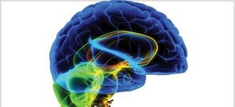 Understanding the Brain (The Great Courses)