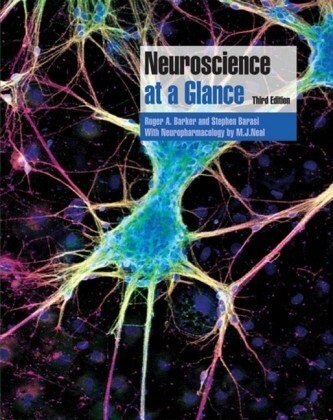 Neuroscience at a Glance
