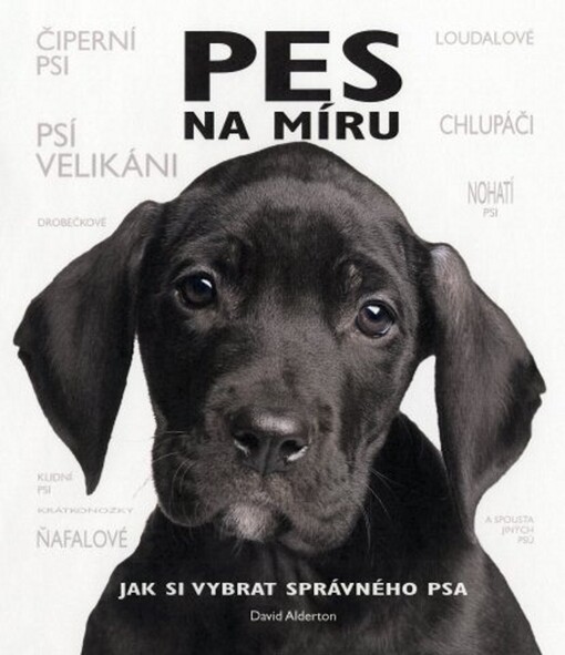 Pes na míru: jak si vybrat správného psa