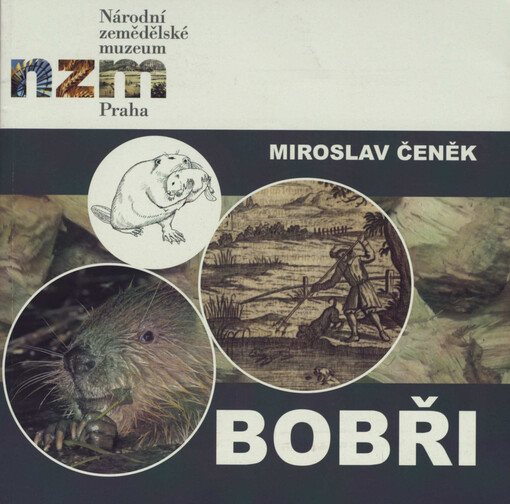Bobři