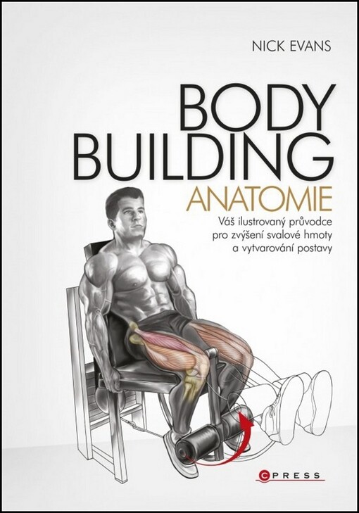 Bodybuilding  - anatomie