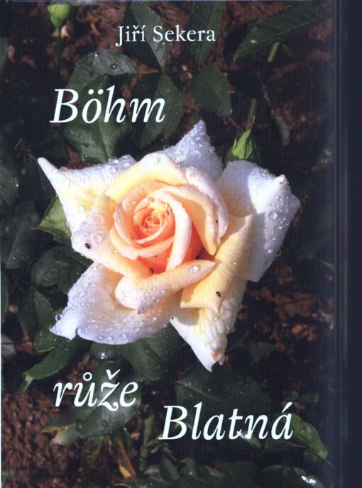 Böhm růže Blatná