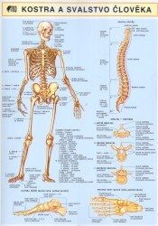 Kostra a svalstvo člověka