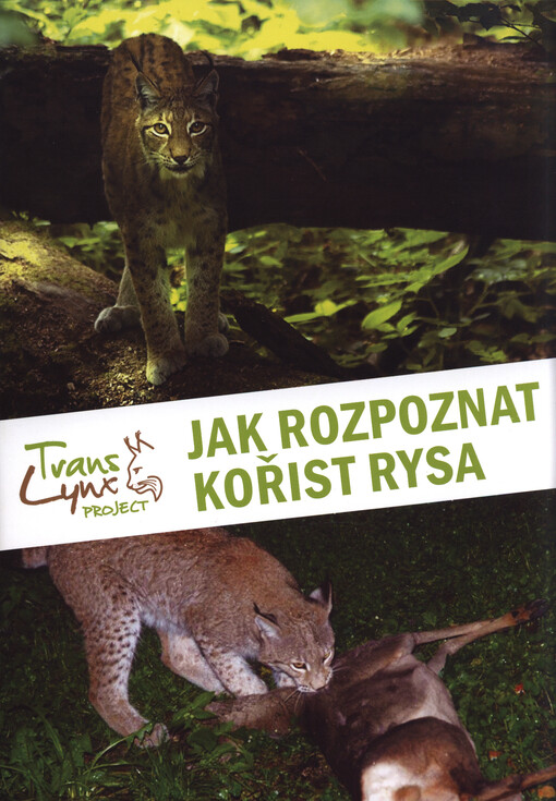 Jak rozpoznat kořist rysa